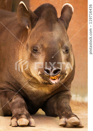 portrait of Tapirus terrestris portrait of Tapirus terrestris 119716436