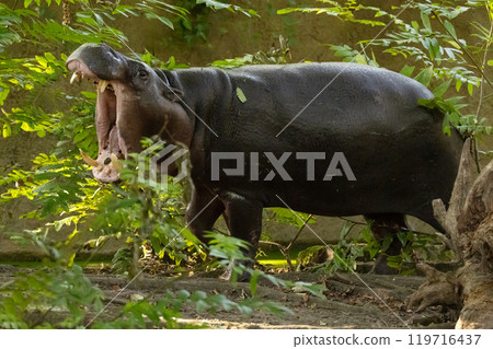 Pygmy hippopotamus Choeropsis liberiensis 119716437