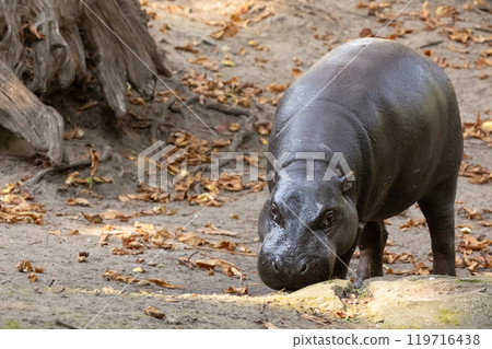 Pygmy hippopotamus Choeropsis liberiensis 119716438