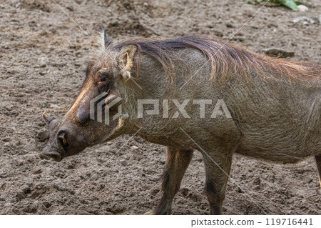 common warthog, standing very near by 119716441