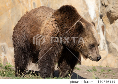 Brown Bear majestic, big powerful mammals Brown Bear majestic, big powerful mammals 119716445