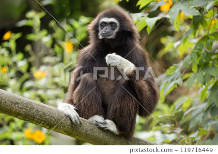 lar gibbon white-handed gibbon, an endangered primate in the gibbon family 119716449