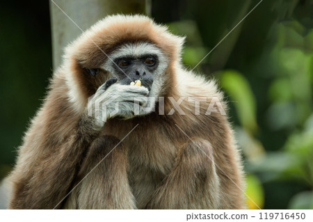 lar gibbon white-handed gibbon, an endangered primate in the gibbon family lar gibbon white-handed gibbon, an endangered primate in the gibbon family 119716450