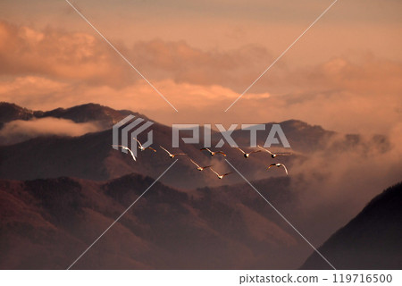 在豬苗代湖的天鵝 119716500