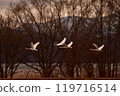 Swan in Lake Inawashiro 119716514