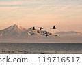 Swan in Lake Inawashiro 119716517