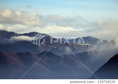 Swan in Lake Inawashiro 119716520