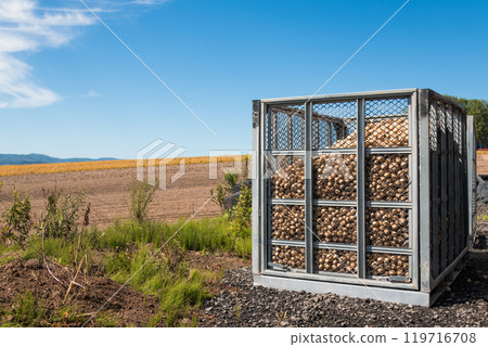 [Biei Town: Harvested potatoes packed in containers] 119716708