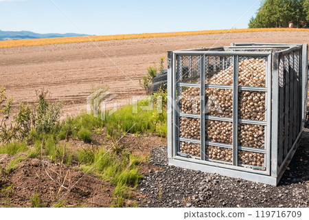 [Biei Town: Harvested potatoes packed in containers] 119716709