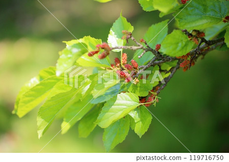 桑果 桑果 119716750