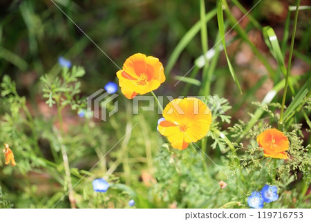 Kagayaki: California poppy flower Kagayaki: California poppy flower 119716753