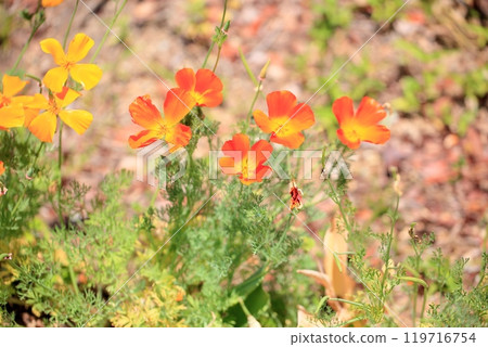 Kagayaki: California poppy flower Kagayaki: California poppy flower 119716754