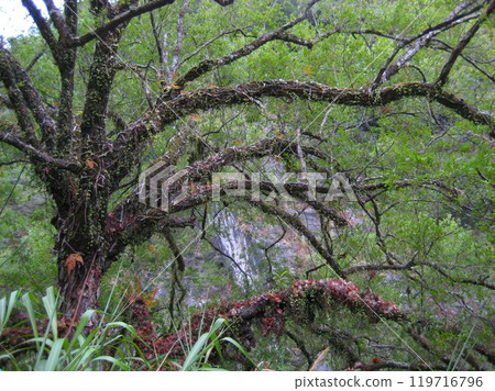 Trees in the lush green forest of Taroko Park Trees in the lush green forest of Taroko Park 119716796