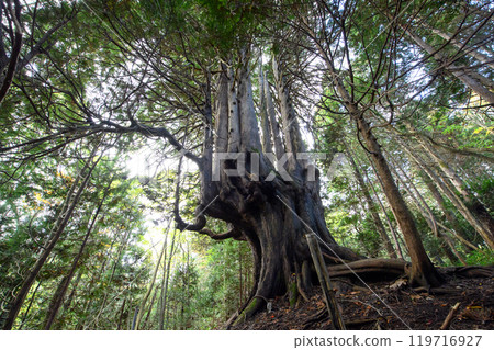 Giant tree in the forest "Twelve Yasu" Goshogawara City Aomori Prefecture 119716927