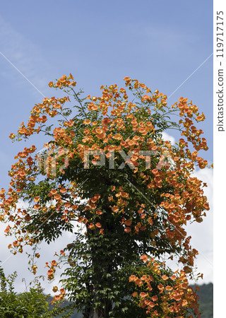 喇叭藤的花朵纏繞在樹上，在藍天的襯托下閃閃發光 119717175