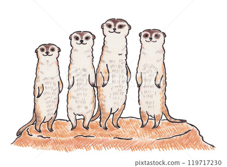 用色鉛筆繪製的貓鼬插圖 119717230