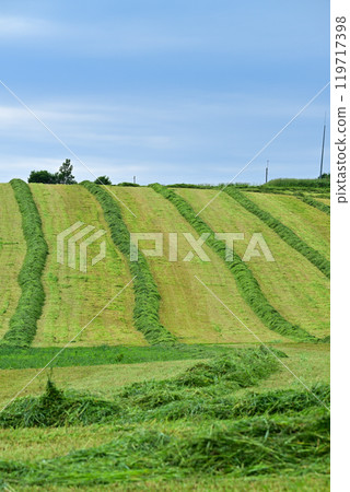 Cutting pasture 119717398