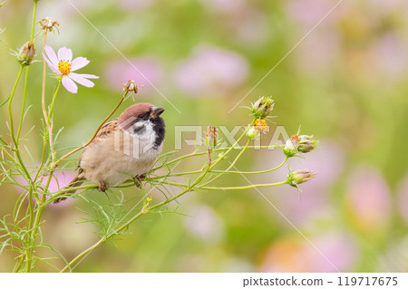 A sparrow taking a rest in a cosmos field 119717675