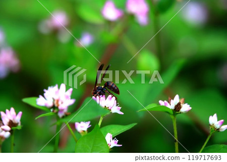 Long-toed Chinese wasp Long-toed Chinese wasp 119717693