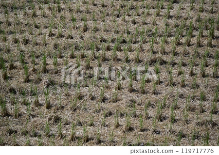 Agricultural image (rice cultivation: autumn / after harvest) Agricultural image (rice cultivation: autumn / after harvest) 119717776