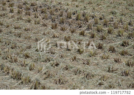 Agricultural image (rice cultivation: autumn / after harvest) Agricultural image (rice cultivation: autumn / after harvest) 119717782