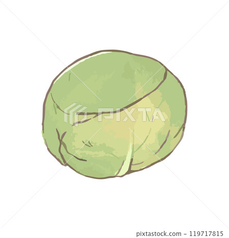 Cabbage_simple vegetable illustration hand drawn icon 119717815