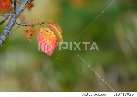 Autumnal rusty leaves 119718020