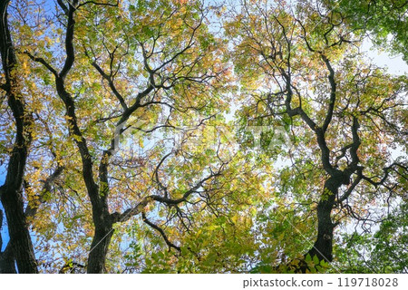 Autumn season begins 119718028