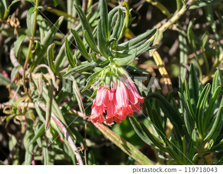 Gouriqua lobostemon or beaut healthbush (lat.- Lobostemon belliformis) Gouriqua lobostemon or beaut healthbush (lat.- Lobostemon belliformis) 119718043