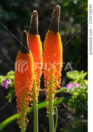 Orange flowers of Cat's Tail (lat.- Bulbinella latifolia) 119718044