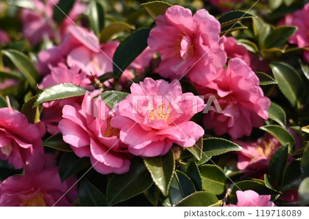 Beautiful camellia (Camellia sasanqua) Beautiful camellia (Camellia sasanqua) 119718089