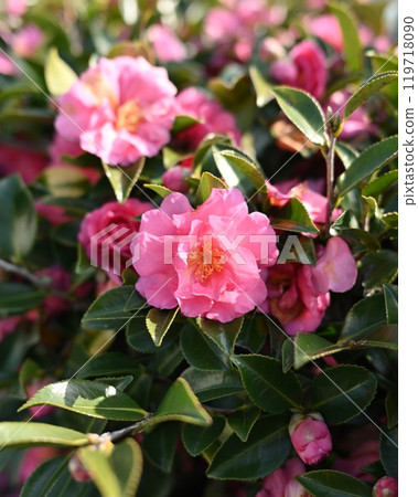 Beautiful camellia (Camellia sasanqua) 119718090