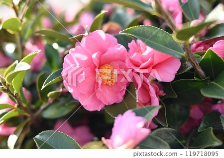 美麗的茶梅(Camellia sasanqua) 美麗的茶梅(Camellia sasanqua) 119718095