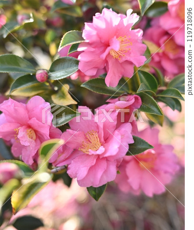美麗的茶梅(Camellia sasanqua) 美麗的茶梅(Camellia sasanqua) 119718096