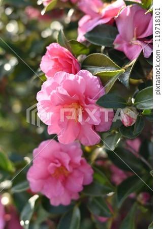 Beautiful camellia (Camellia sasanqua) Beautiful camellia (Camellia sasanqua) 119718101