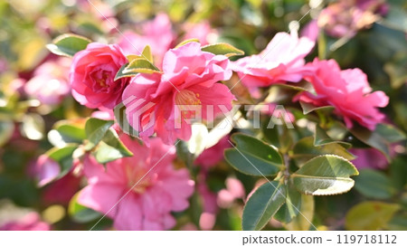 Beautiful camellia (Camellia sasanqua) 119718112
