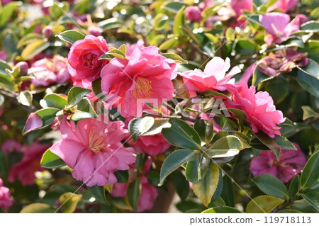 Beautiful camellia (Camellia sasanqua) 119718113