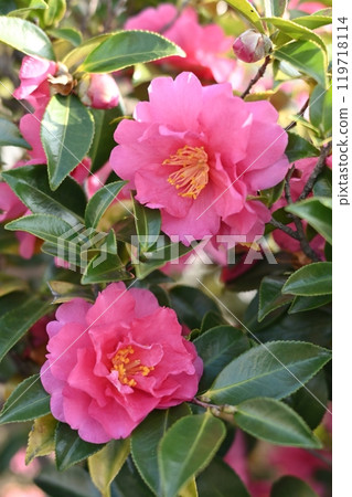 Beautiful camellia (Camellia sasanqua) 119718114
