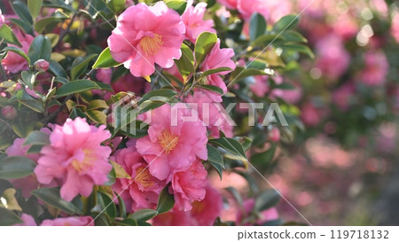 美麗的茶梅(Camellia sasanqua) 美麗的茶梅(Camellia sasanqua) 119718132