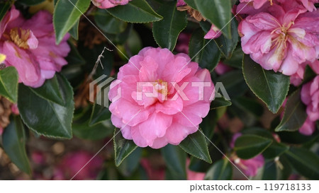 美麗的茶梅（Camellia sasanqua） 119718133