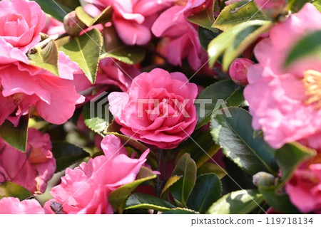 美麗的茶梅(Camellia sasanqua) 美麗的茶梅(Camellia sasanqua) 119718134