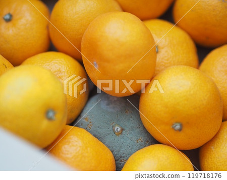 Moldy mandarins (inside a mandarin orange box) Moldy mandarins (inside a mandarin orange box) 119718176
