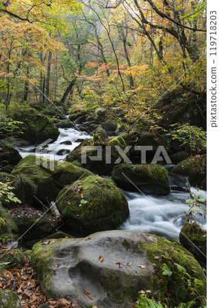 Oirase valley of colored leaves Oirase valley of colored leaves 119718203
