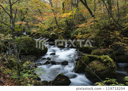 Oirase valley of colored leaves Oirase valley of colored leaves 119718204