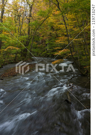 Oirase valley of colored leaves Oirase valley of colored leaves 119718247