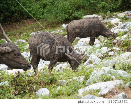 Buffalo Grazing in Dense Greenery 119718281