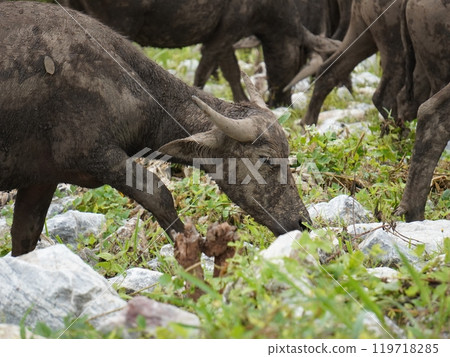 Buffalo Grazing in Dense Greenery 119718285