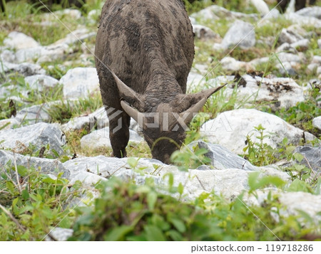 Buffalo Grazing in Dense Greenery 119718286