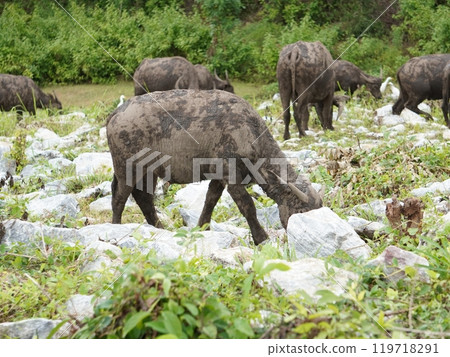 Buffalo Grazing in Dense Greenery Buffalo Grazing in Dense Greenery 119718291