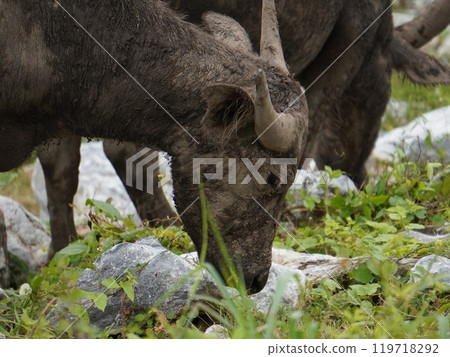 Buffalo Grazing in Dense Greenery Buffalo Grazing in Dense Greenery 119718292